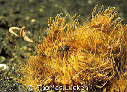 fishing hippie in Lembeh; F100 by Thomas Lueken 